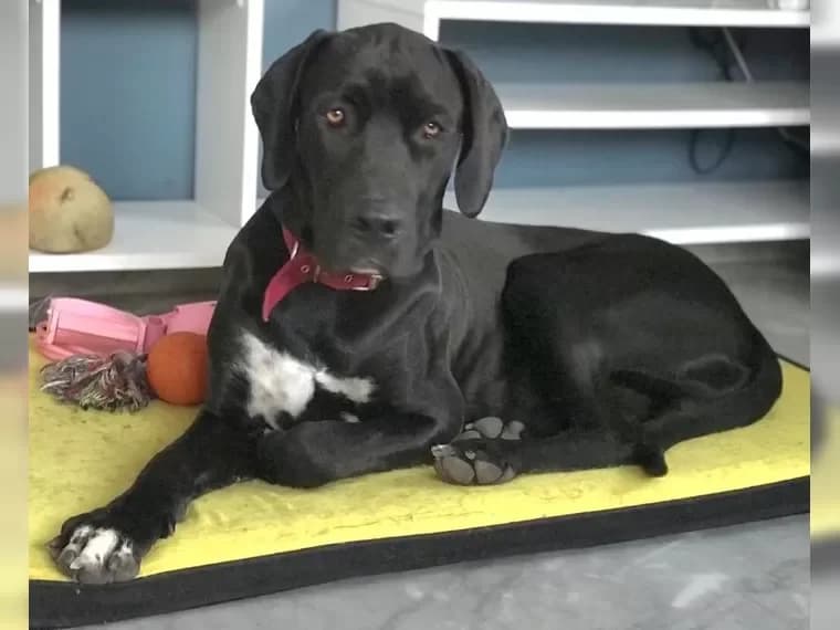 Nero, Mixed Breed (Pfotenhilfe Antalya)