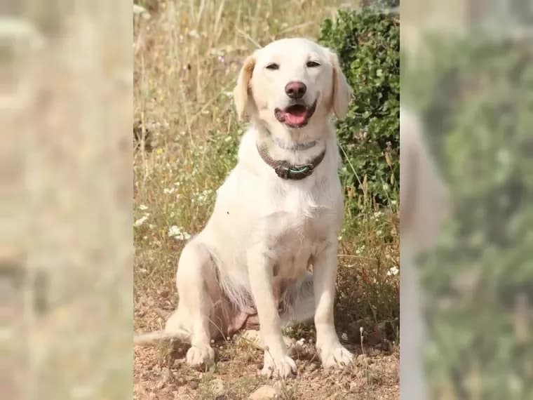 Yuna, Mixed Breed (Pfotenhilfe Antalya)