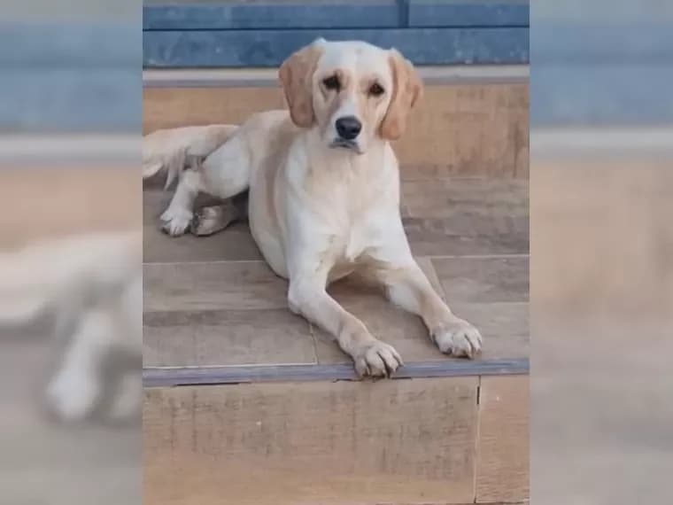 Lotti, female 3yo Mixed Breed for adoption at Pfotenhilfe Antalya, Ansbach