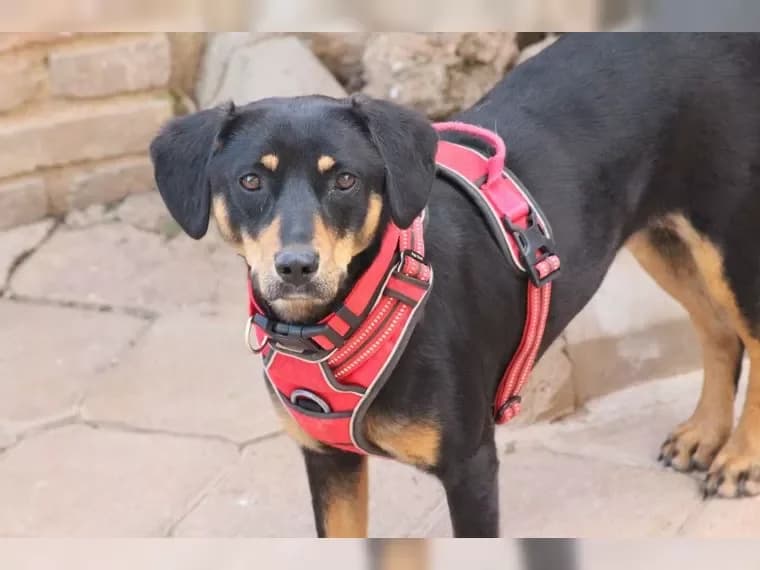 Polly,  3yo Mixed Breed for adoption at Pfotenhilfe Antalya, Ansbach