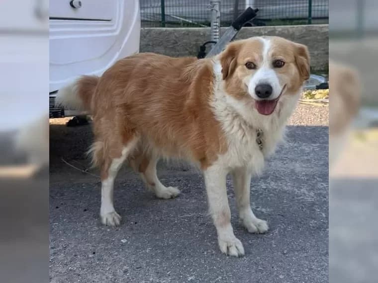 Latte, male 6yo Mixed Breed for adoption at Pfotenhilfe Antalya, Ansbach