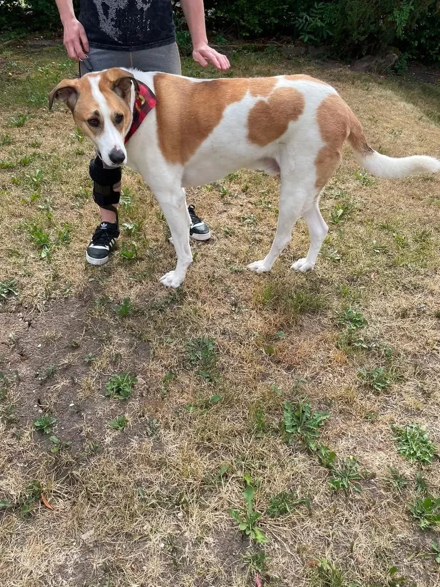 Emil, Mixed Breed (Pfotenhilfe Antalya)