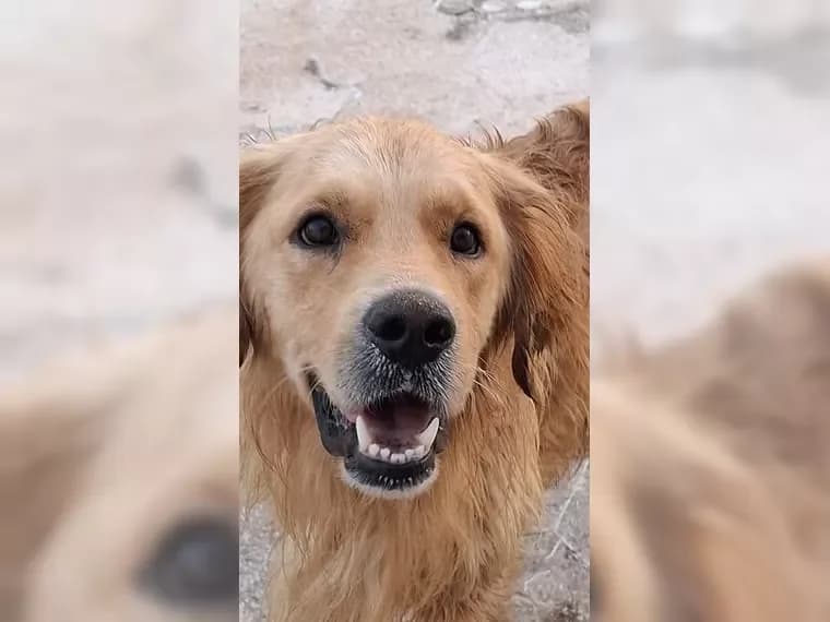 Merlin, male 7yo Mixed Breed for adoption at Pfotenhilfe Antalya, Ansbach