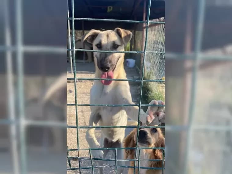 Lucy, female Mixed Breed for adoption at Pfotenhilfe Antalya, Ansbach