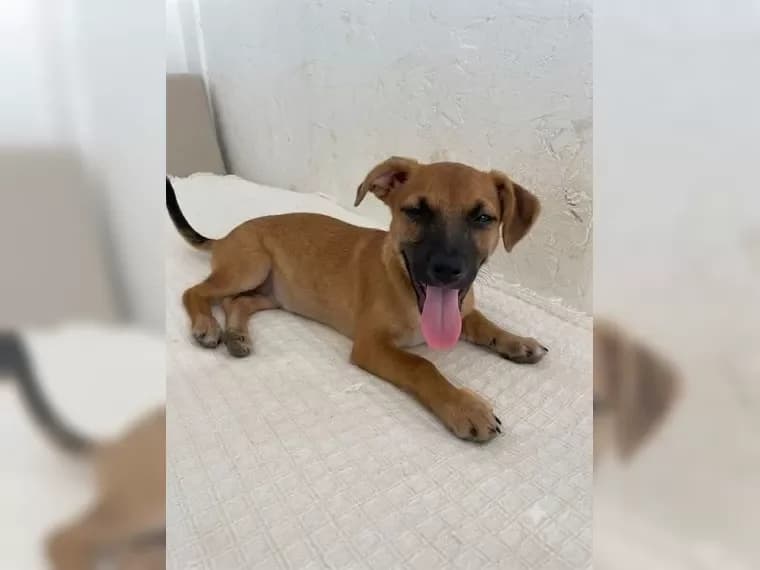 Winzling Foxy auf der Suche nach ihren Menschen, female Mixed Breed for adoption at Pfotenhilfe Antalya, Ansbach