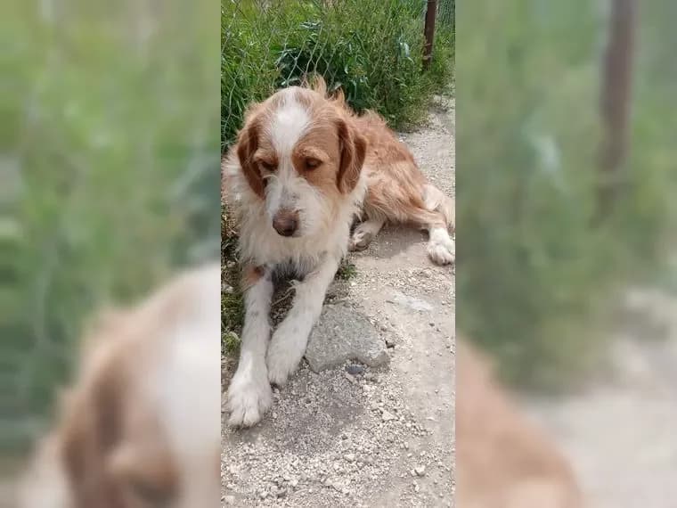 Süßer Pixie wartet schüchtern auf sein Glück, braun male 4yo Mixed Breed for adoption at Pfotenhilfe Antalya, Ansbach