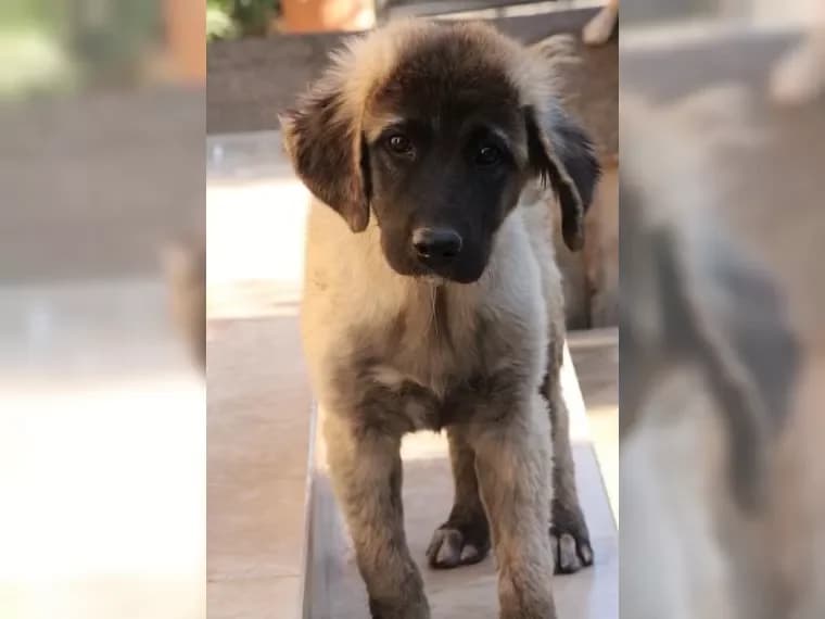 Sonnenschein Nika,  Mixed Breed for adoption at Pfotenhilfe Antalya, Ansbach