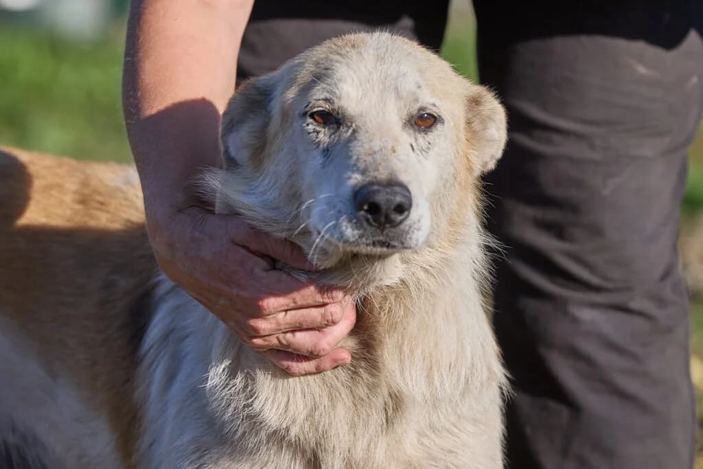 Alf, male Mixed Breed for adoption at Pfotenvermittlung e.V., Rott am Inn