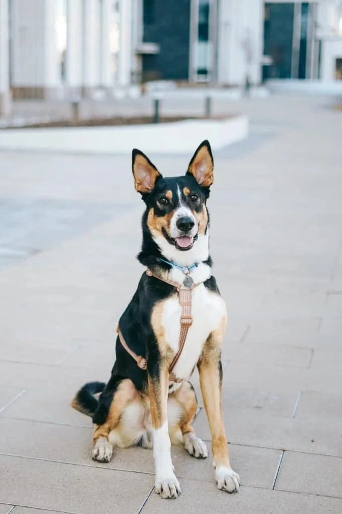 Archi, male Mixed Breed for adoption at Pfotenvermittlung e.V., Rott am Inn