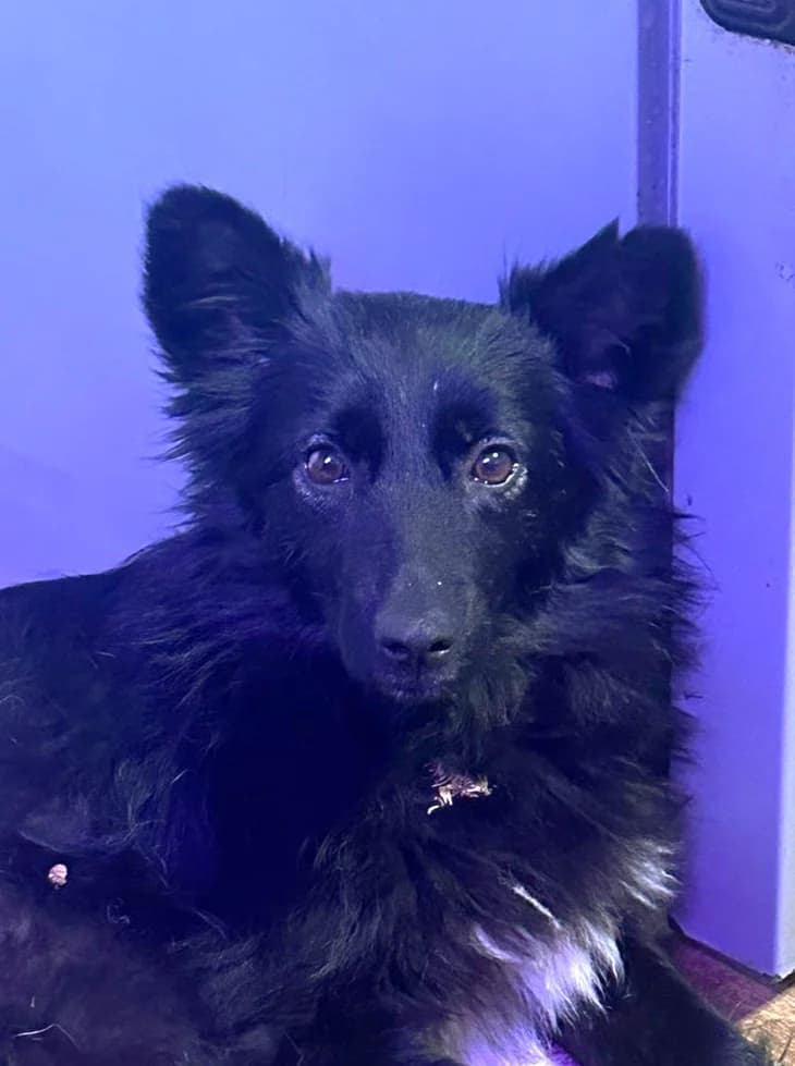 Asnushka, female Mixed Breed for adoption at Pfotenvermittlung e.V., Rott am Inn