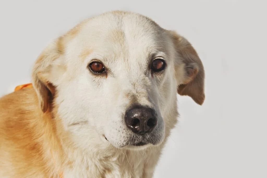 Atos, male Mixed Breed for adoption at Pfotenvermittlung e.V., Rott am Inn