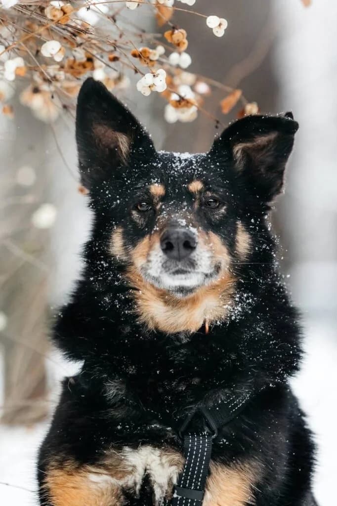 Baikal, male Mixed Breed for adoption at Pfotenvermittlung e.V., Rott am Inn