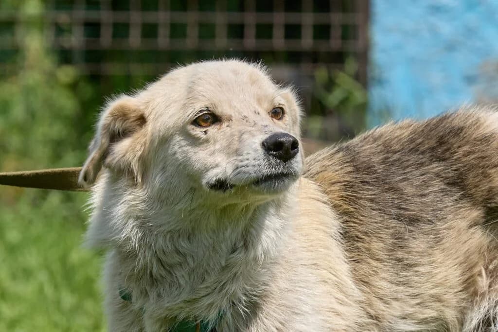 Barbaris, male Mixed Breed for adoption at Pfotenvermittlung e.V., Rott am Inn