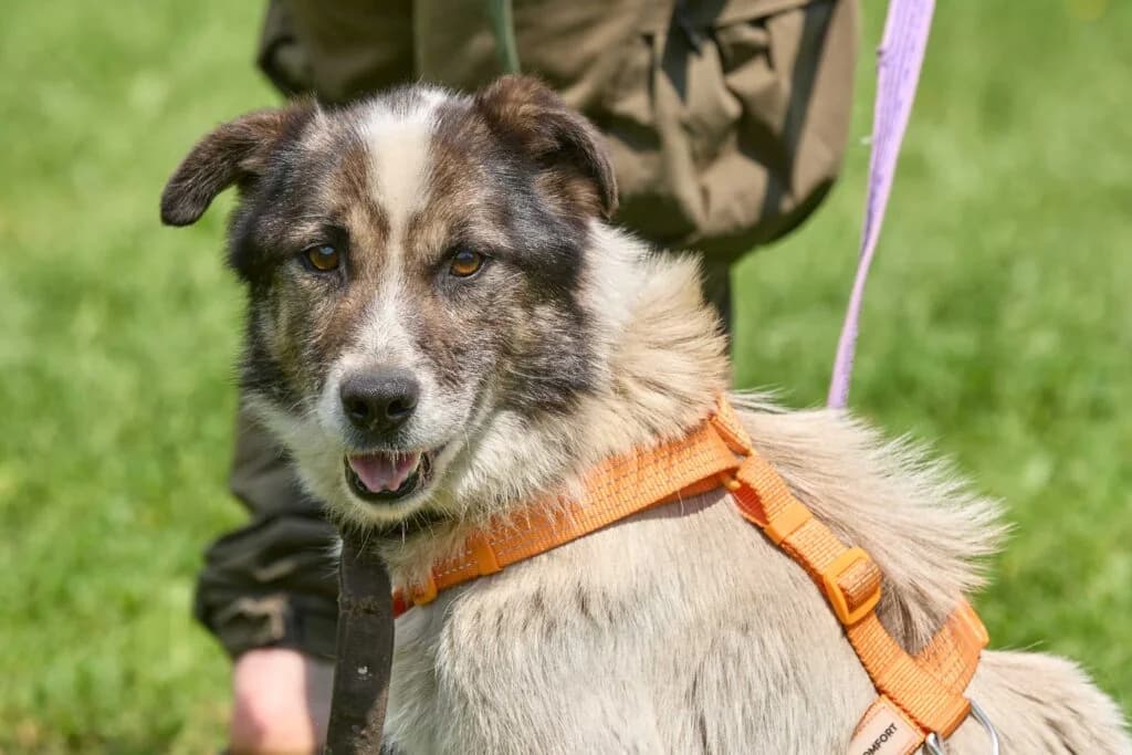 Barbos, male Mixed Breed for adoption at Pfotenvermittlung e.V., Rott am Inn