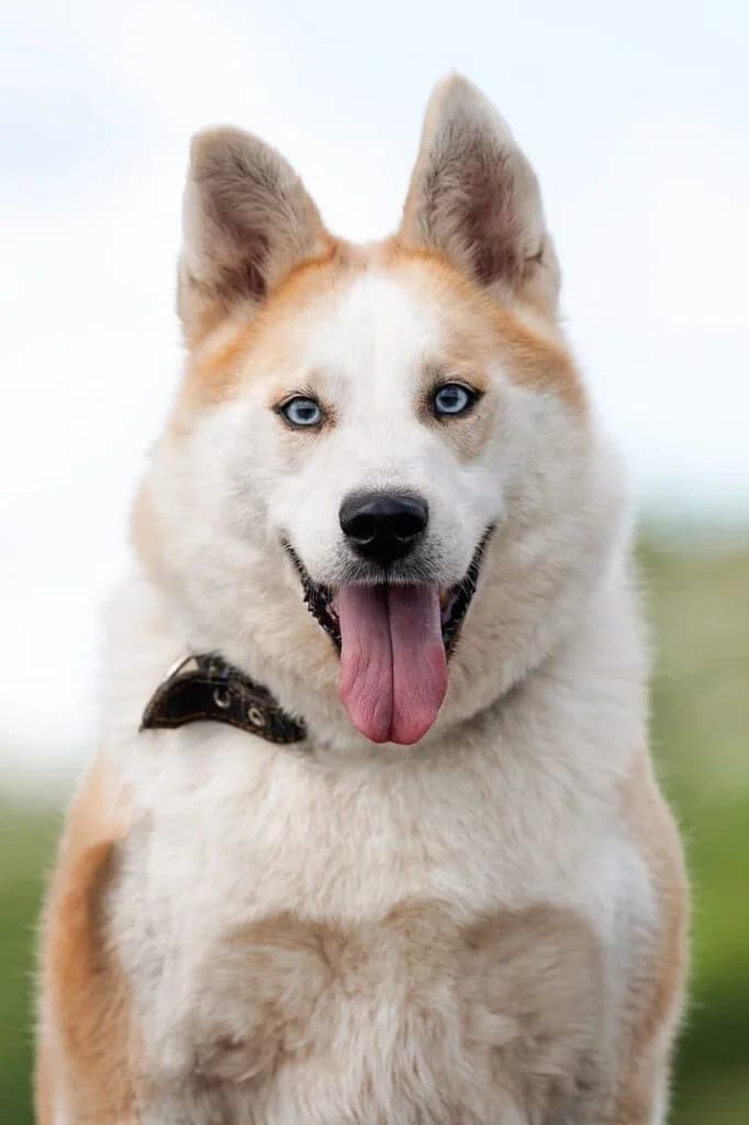 Bayto, male 3yo Mixed Breed for adoption at Pfotenvermittlung e.V., Rott am Inn