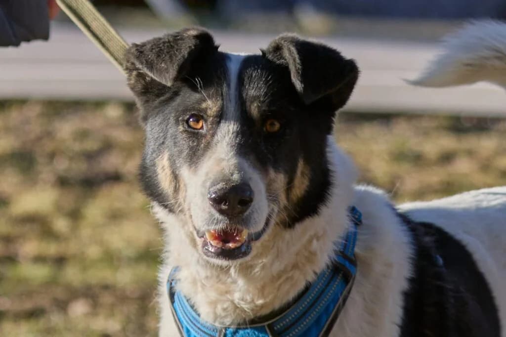 Bim, male Mixed Breed for adoption at Pfotenvermittlung e.V., Rott am Inn