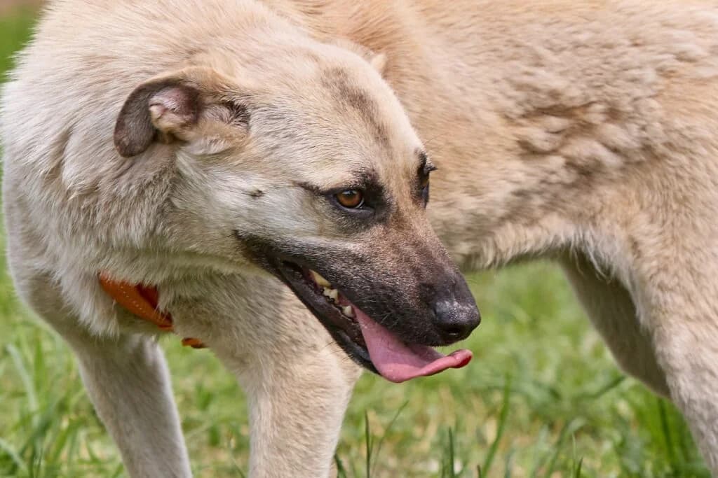 Blondie, female Mixed Breed for adoption at Pfotenvermittlung e.V., Rott am Inn