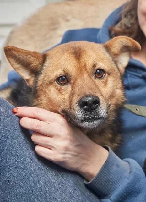 Bobby, male Mixed Breed for adoption at Pfotenvermittlung e.V., Rott am Inn