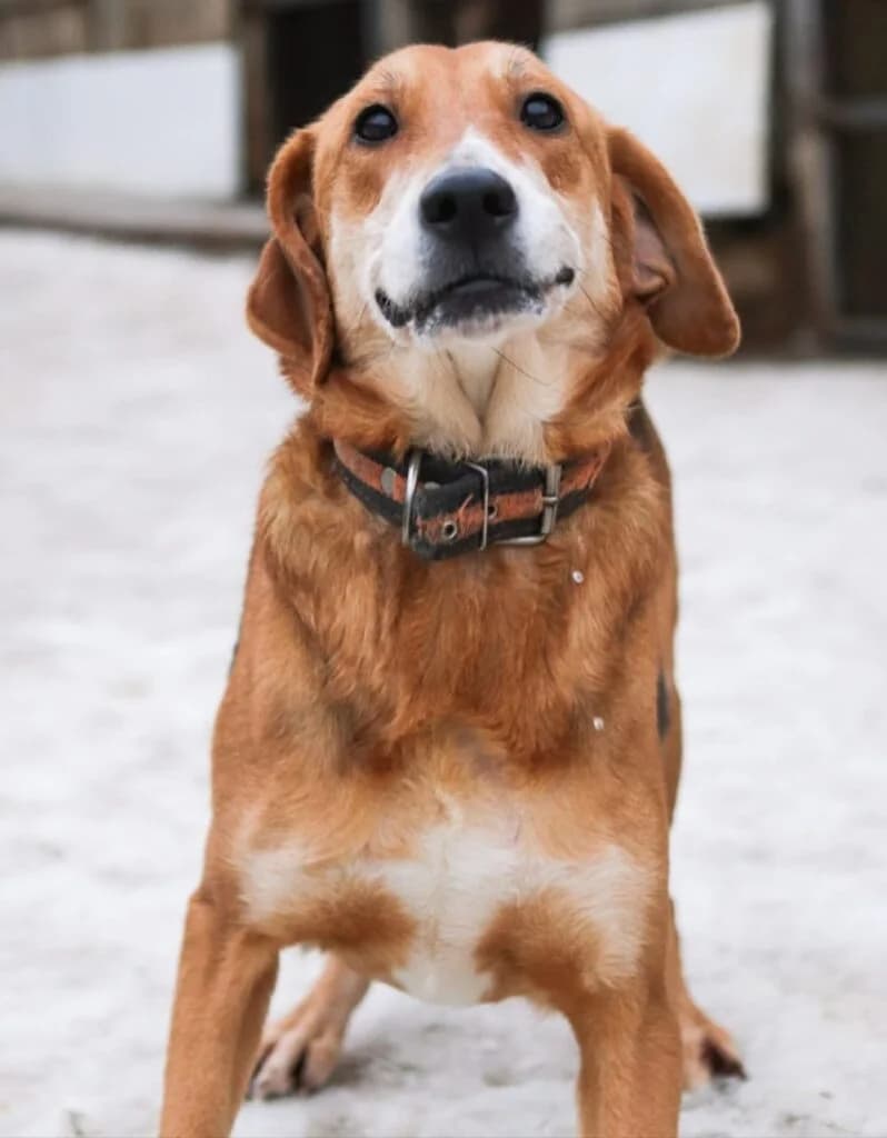 Bonita, female Mixed Breed for adoption at Pfotenvermittlung e.V., Rott am Inn