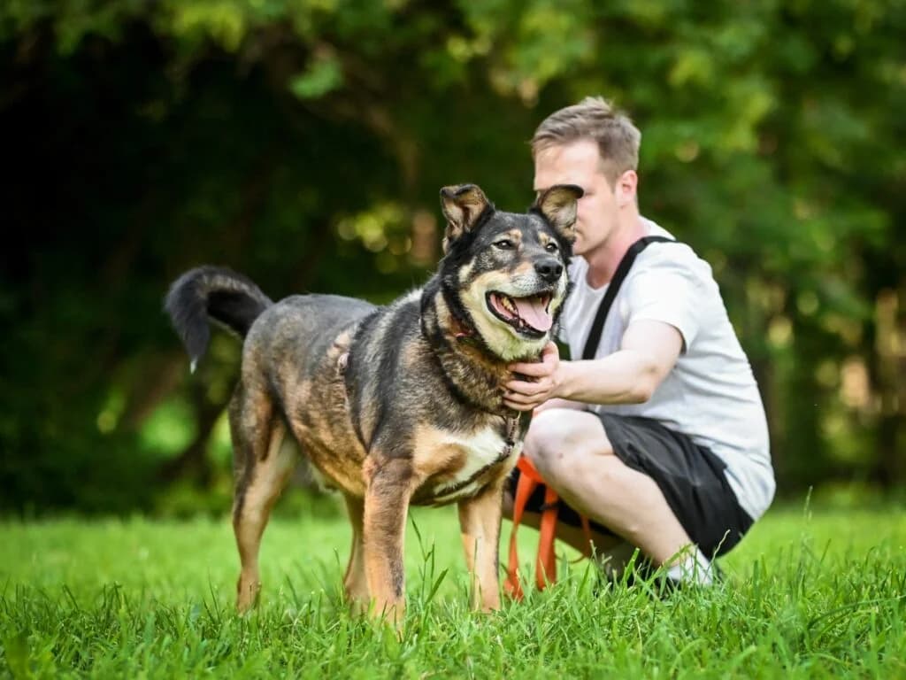 Bormann, male Mixed Breed for adoption at Pfotenvermittlung e.V., Rott am Inn