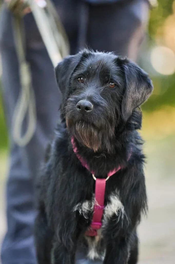Buffy, female Mixed Breed for adoption at Pfotenvermittlung e.V., Rott am Inn
