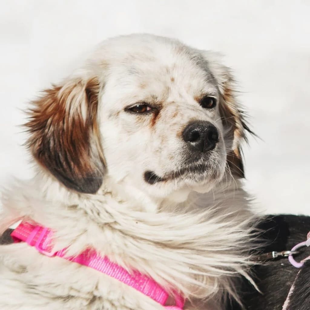 Chubaka, male Mixed Breed for adoption at Pfotenvermittlung e.V., Rott am Inn
