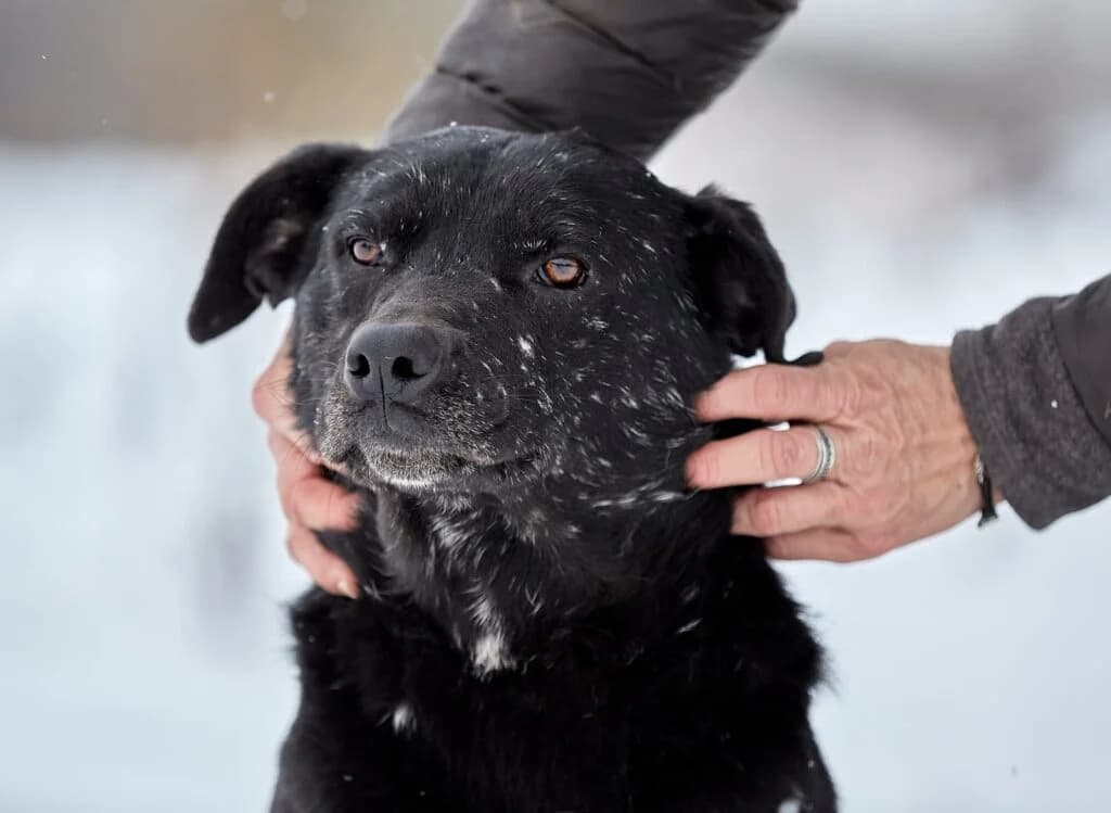 Chunya, male Mixed Breed for adoption at Pfotenvermittlung e.V., Rott am Inn