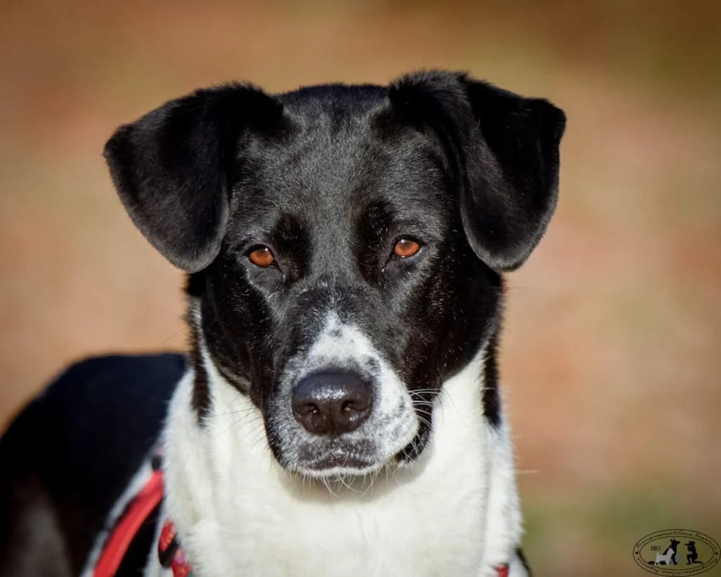 Dakota, female Mixed Breed for adoption at Pfotenvermittlung e.V., Rott am Inn