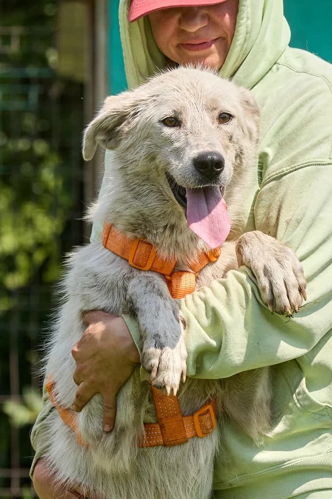 Darya, female Mixed Breed for adoption at Pfotenvermittlung e.V., Rott am Inn