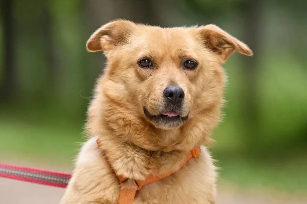 Demi, female Mixed Breed for adoption at Pfotenvermittlung e.V., Rott am Inn
