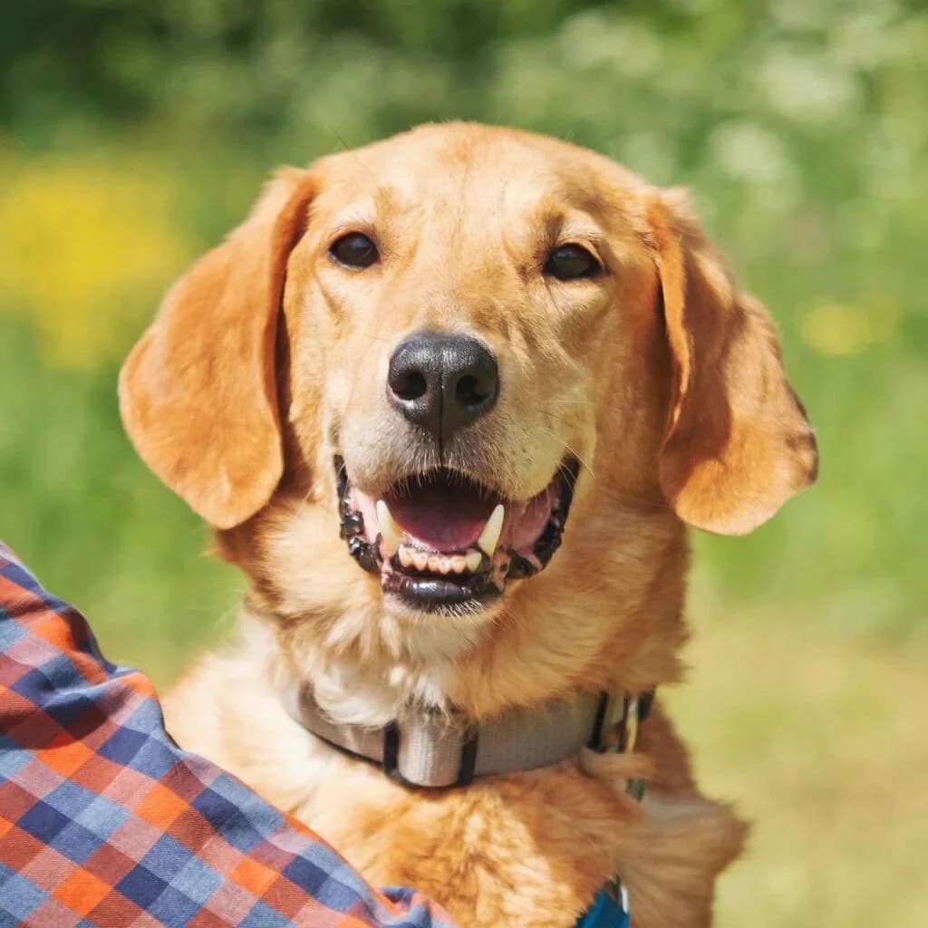 Djem, male Mixed Breed for adoption at Pfotenvermittlung e.V., Rott am Inn