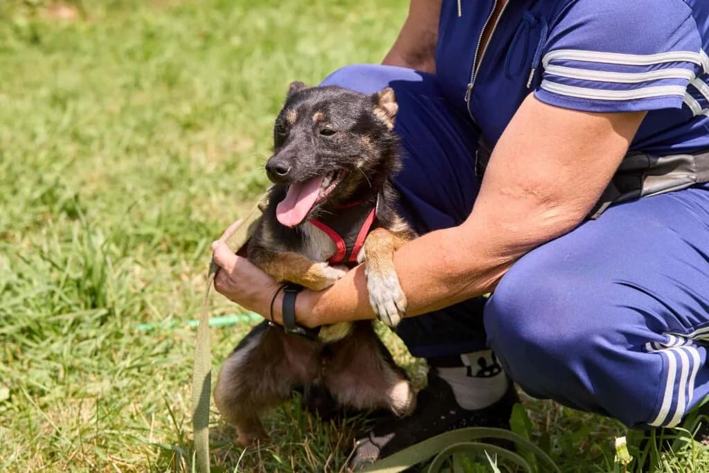Dobby, male Mixed Breed for adoption at Pfotenvermittlung e.V., Rott am Inn