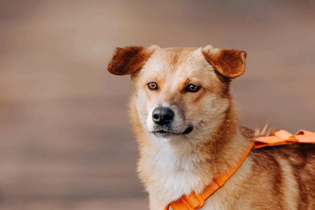 Dunya, female Mixed Breed for adoption at Pfotenvermittlung e.V., Rott am Inn