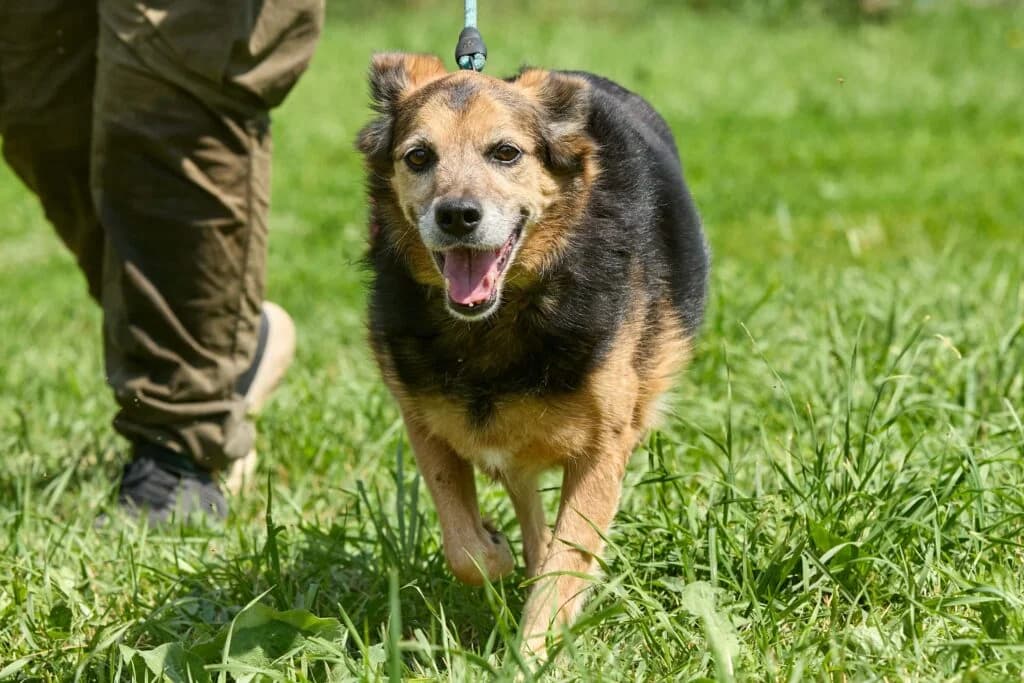 Dusya, female Mixed Breed for adoption at Pfotenvermittlung e.V., Rott am Inn