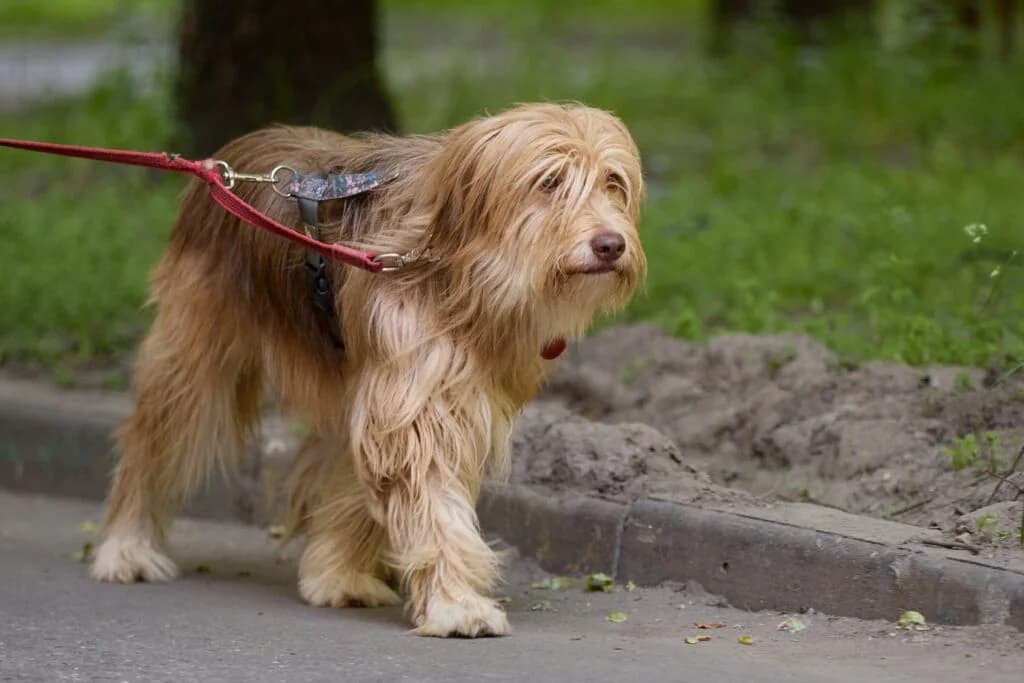Eaton, male Mixed Breed for adoption at Pfotenvermittlung e.V., Rott am Inn