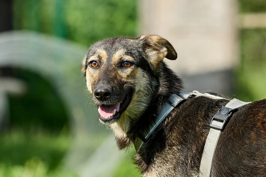 Elfi, schwarz female Mixed Breed for adoption at Pfotenvermittlung e.V., Rott am Inn