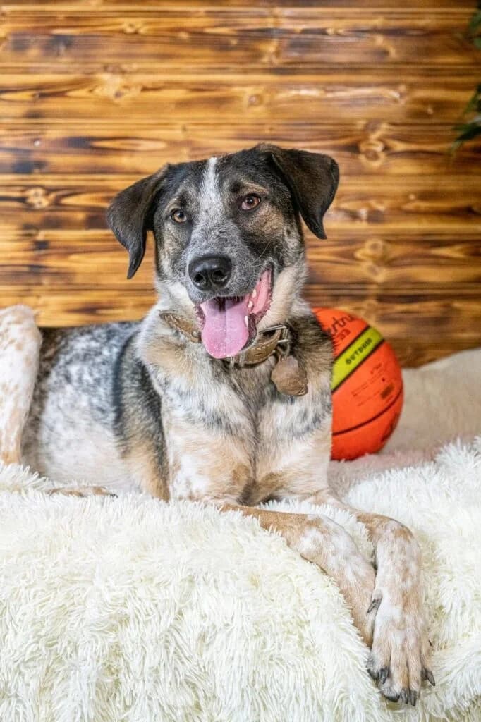 Fedya, male Mixed Breed for adoption at Pfotenvermittlung e.V., Rott am Inn