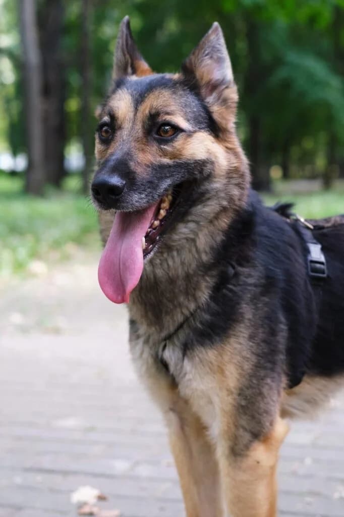Garry, grau male puppy Mixed Breed for adoption at Pfotenvermittlung e.V., Rott am Inn
