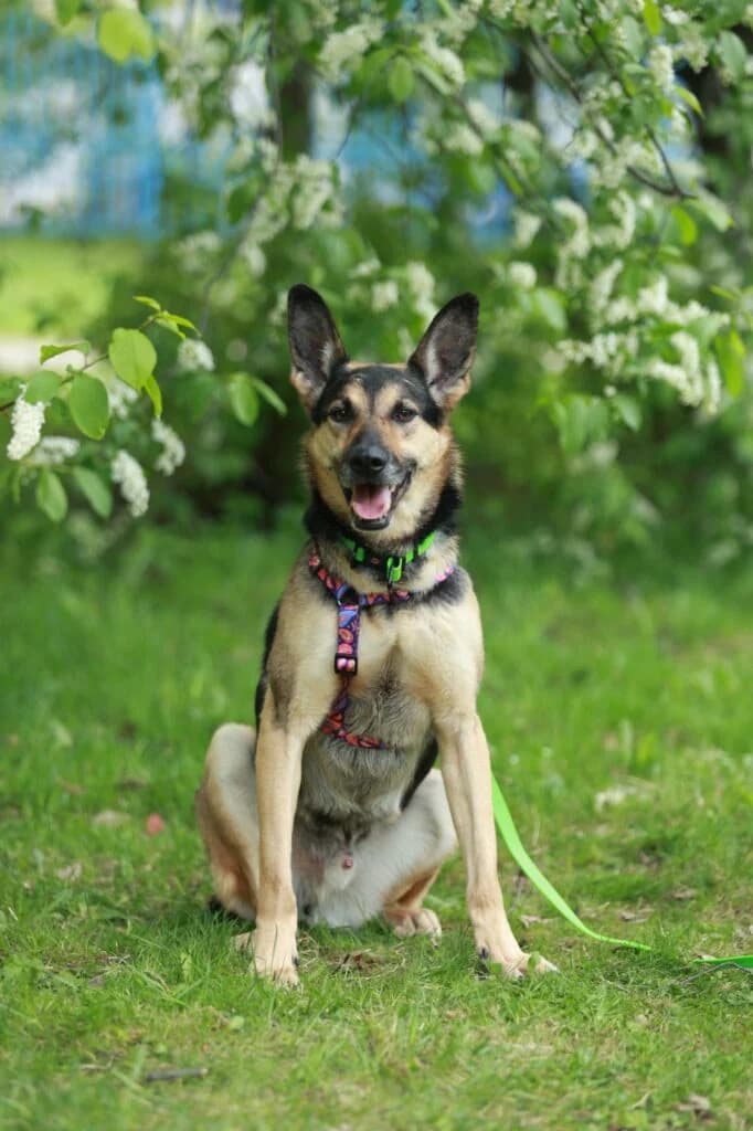 Gavrusha, male Mixed Breed for adoption at Pfotenvermittlung e.V., Rott am Inn