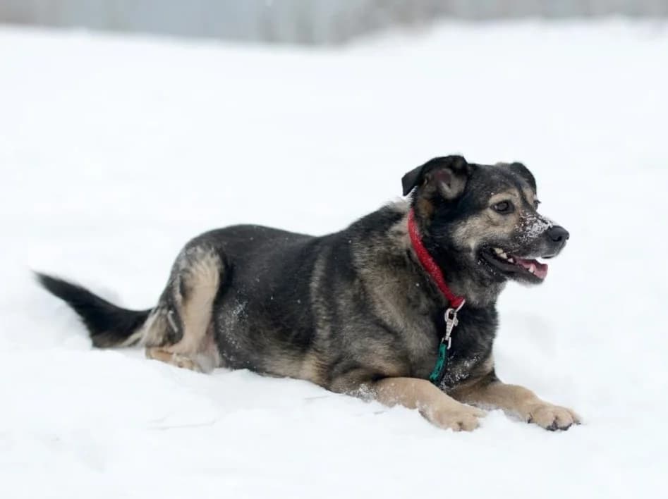 Gerda, female Mixed Breed for adoption at Pfotenvermittlung e.V., Rott am Inn
