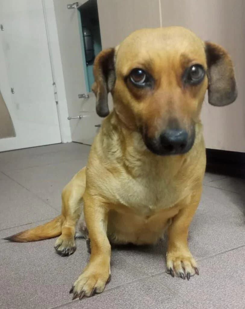 Glasha, female Mixed Breed for adoption at Pfotenvermittlung e.V., Rott am Inn
