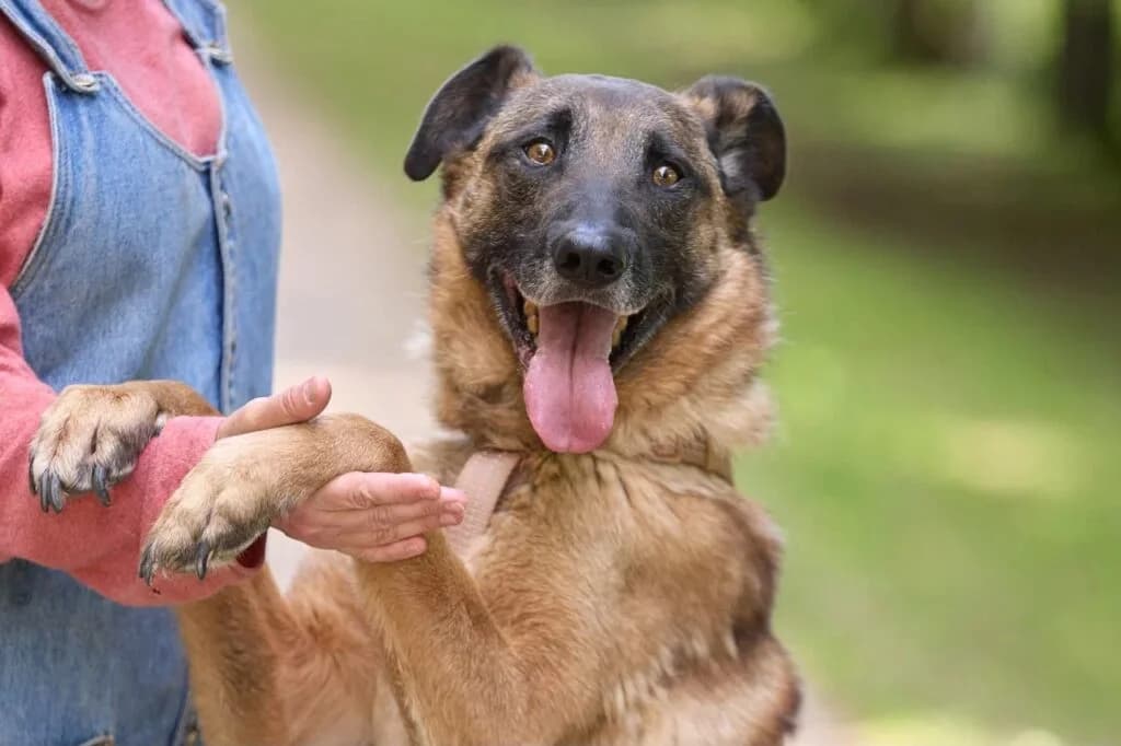 Graf, male Mixed Breed for adoption at Pfotenvermittlung e.V., Rott am Inn