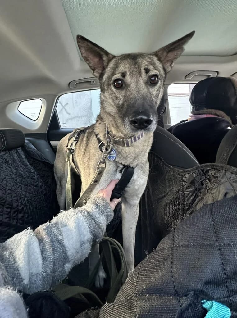 Grey, male Mixed Breed for adoption at Pfotenvermittlung e.V., Rott am Inn