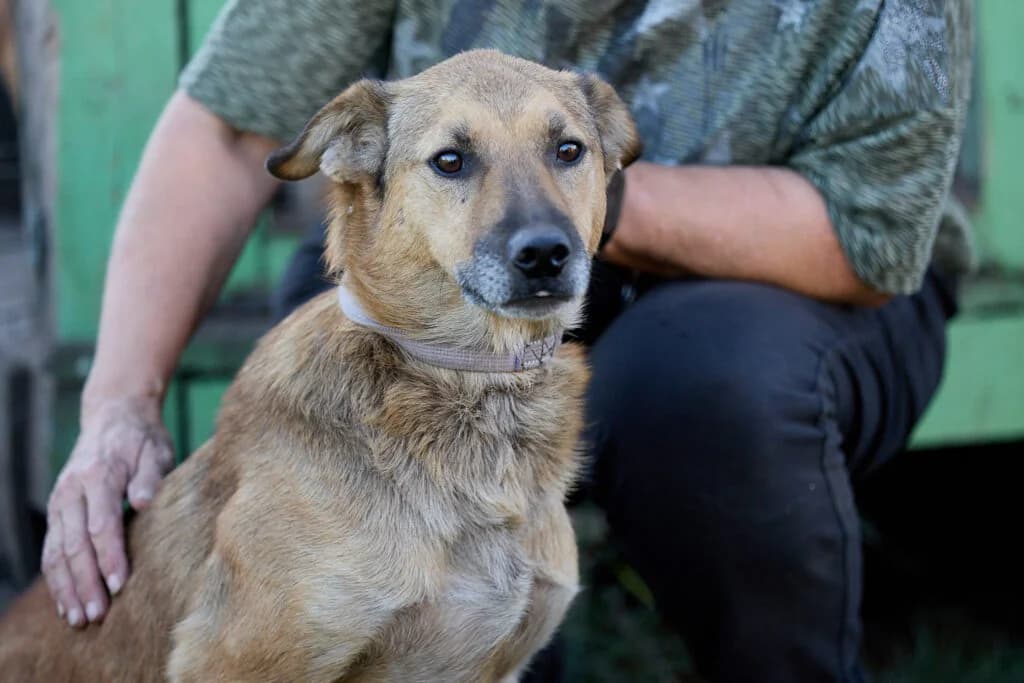 Gucci, male Mixed Breed for adoption at Pfotenvermittlung e.V., Rott am Inn