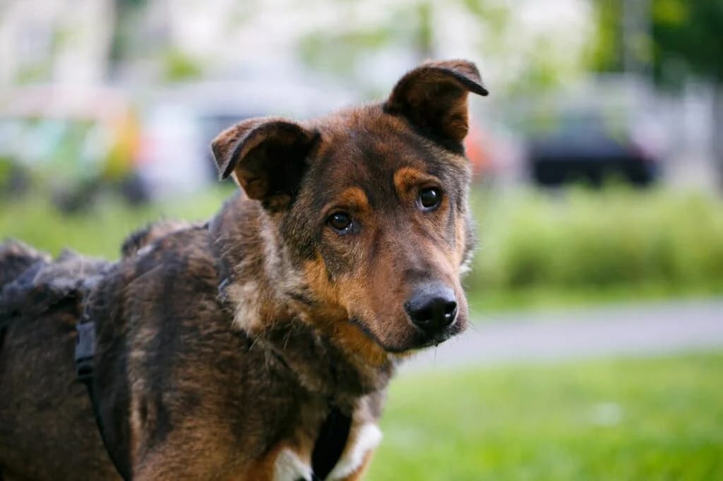 Harris, male Mixed Breed for adoption at Pfotenvermittlung e.V., Rott am Inn