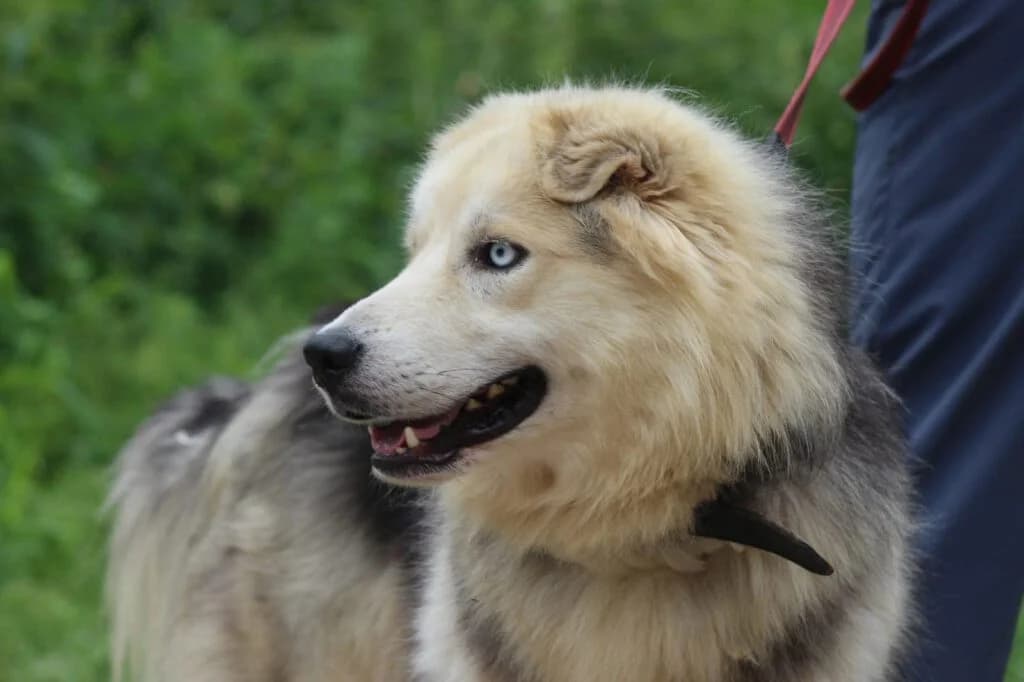 Hugo, male mixed breed for adoption at Pfotenvermittlung e.V., Rott am Inn