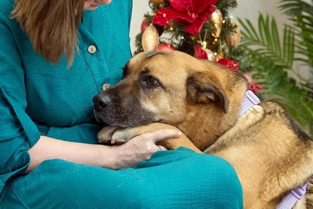 Jack, male Mixed Breed for adoption at Pfotenvermittlung e.V., Rott am Inn