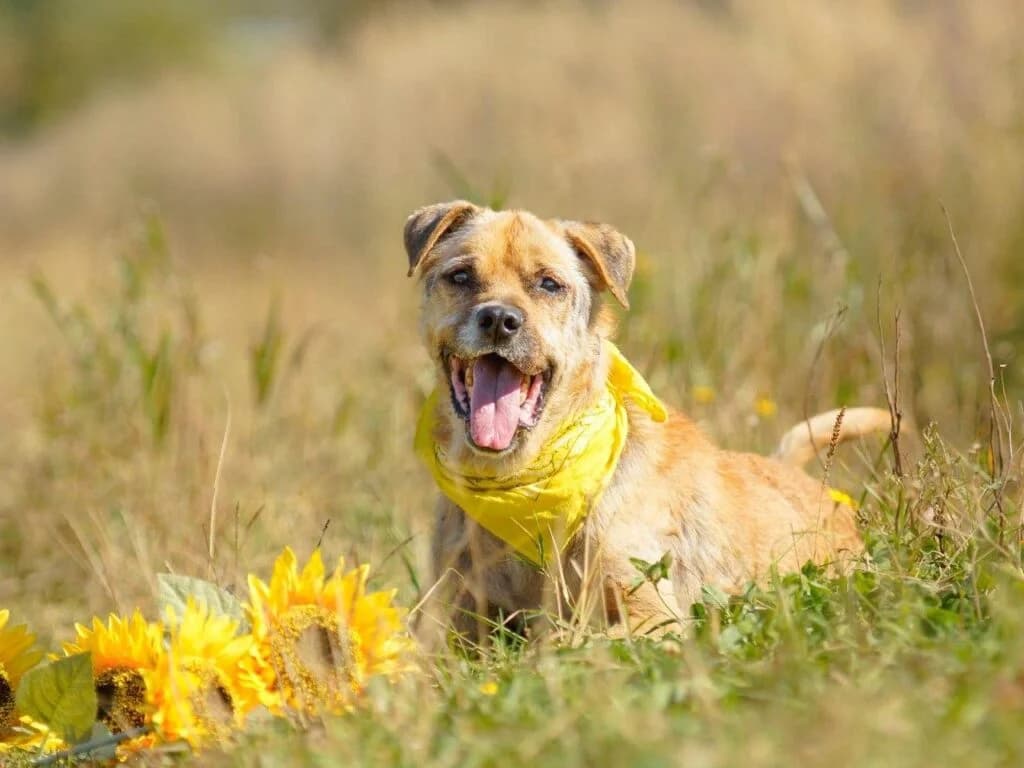 Jack, male Mixed Breed for adoption at Pfotenvermittlung e.V., Rott am Inn