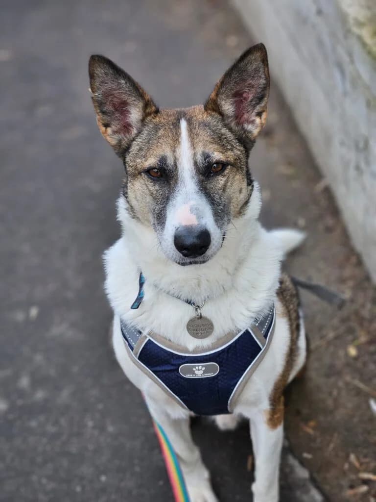 Kasper, male Mixed Breed for adoption at Pfotenvermittlung e.V., Rott am Inn