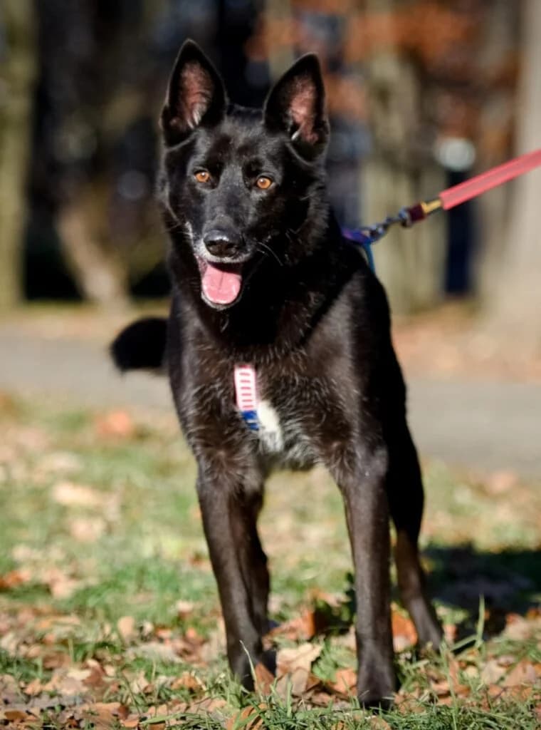 King, male Mixed Breed for adoption at Pfotenvermittlung e.V., Rott am Inn